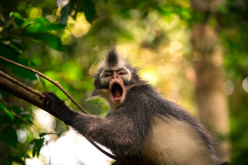  Thomas's langur, Presbytis thomasi, a cercopithecid monkey endemic to the jungles of the northern Sumatra, Indonesia. We can see them during a trekking through the rainforest.