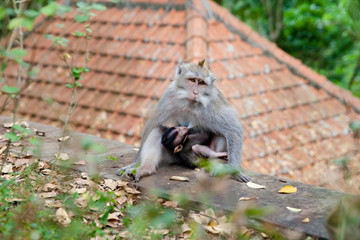 Mother monkey feeds her cub. Monkey forest in Bali.