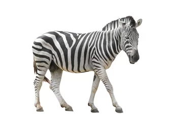 Abwaschbare Fototapete Zebra Zebra isoliert auf weiß