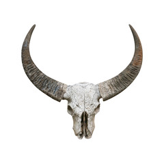 Fototapeta premium Head skull buffalo isolated on white background