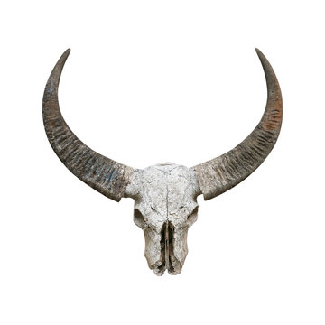 Head skull buffalo isolated on white background