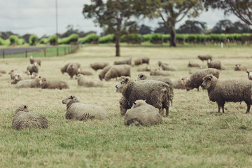 Family Sheep