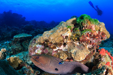 Large Moray Eel and background SCUBA diver on a tropical coral reef