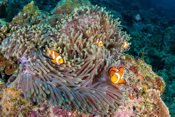Naklejka na ściany i meble A family of cute False Clownfish in a colorful anemone on a tropical coral reef