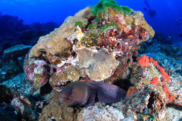 Large Moray Eel on a tropical coral reef