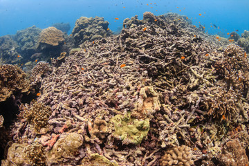 A large area of bleached, dead coral on a tropical reef in the Andaman Sea (Thailand)