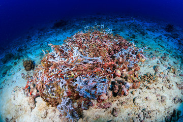 An abandoned ghost fishing net entangled on a tropical coral reef