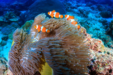 A family of cute False Clownfish in a colorful anemone on a tropical coral reef