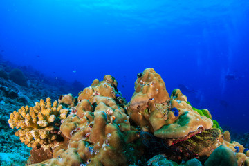 Fototapeta na wymiar Hard corals and SCUBA divers on a tropical reef