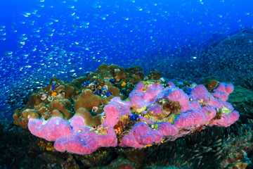 Colorful sponges and corals on a tropical coral reef system