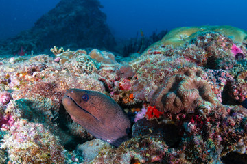 Naklejka na ściany i meble Giant Moray Eel hiding in a hole on a dark, tropical coral reef