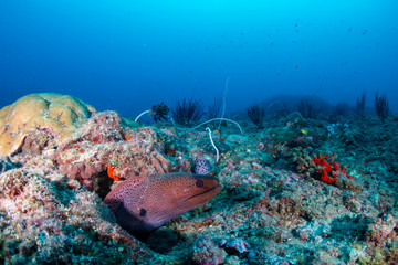 Giant Moray Eel hiding in a hole on a dark, tropical coral reef
