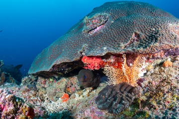 Giant Moray Eel hiding in a hole on a dark, tropical coral reef