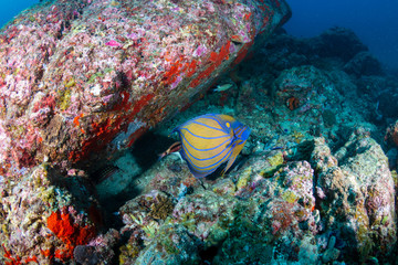Colorful Angelfish on a tropical coral reef