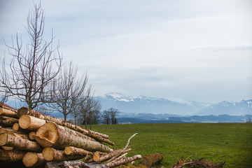 pile of logs in the forest with mountains in the background