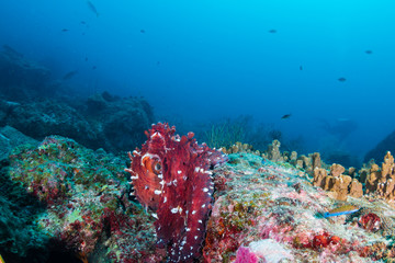 A large reef Octopus in the open on a deep, dark tropical coral reef in Thailand