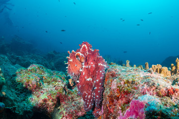 Naklejka na ściany i meble A large reef Octopus in the open on a deep, dark tropical coral reef in Thailand