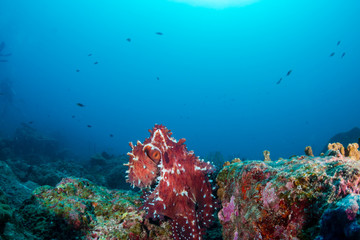 Fototapeta na wymiar A large reef Octopus in the open on a deep, dark tropical coral reef in Thailand