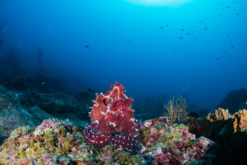 Fototapeta na wymiar A large reef Octopus in the open on a deep, dark tropical coral reef in Thailand