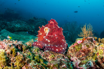 A large reef Octopus in the open on a deep, dark tropical coral reef in Thailand
