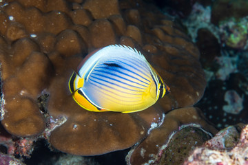 Fototapeta na wymiar Butterflyfish on a tropical coral reef in Thailand