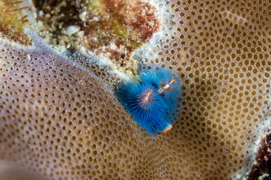 Beautiful, fragile Christmas Tree Worm on a tropical coral reef
