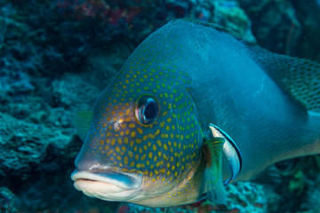 Sweetlips being cleaned by a cleaner wrasse on a tropical coral reef