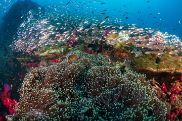 Fototapeta na wymiar A colorful, thriving tropical coral reef ecosystem (Richelieu Rock, Thailand)