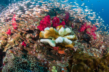 Coral Bleaching on a tropical coral reef (Richelieu Rock, Thailand)