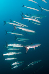 Schooling Barracuda on a dark, early morning in a tropical ocean