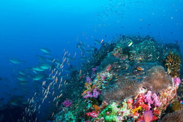 Fototapeta na wymiar A colorful, thriving tropical coral reef ecosystem (Richelieu Rock, Thailand)