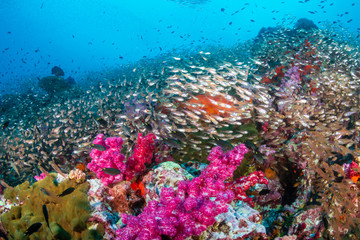 Naklejka na ściany i meble A colorful, thriving tropical coral reef ecosystem (Richelieu Rock, Thailand)