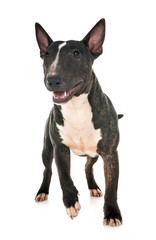miniature bull terrier