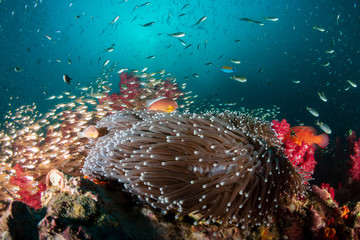 Fototapeta na wymiar Skunk Clownfish on a colorful, thriving tropical coral reef
