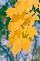 Branch of yellow autumn maple leaves in bright sunlight against a blue sky. Bright autumn foliage. Shallow depth of field
