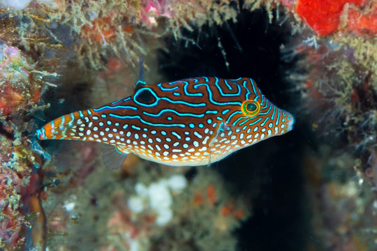 A cute little Toby on a colorful tropical coral reef