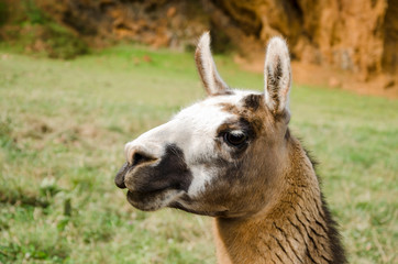 Obraz premium Portrait of a llama in a park in the middle of nature
