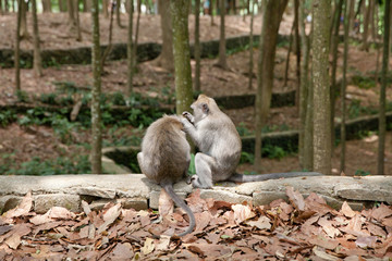 Two monkeys are looking for fleas from each other. Monkey forest in Bali.