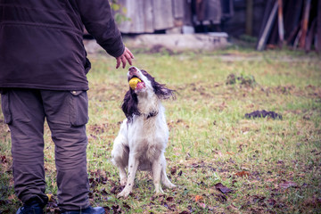 man playing with a dog springer spaniel, throwing an apple