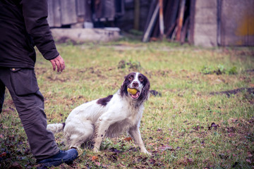 man playing with a dog springer spaniel, throwing an apple