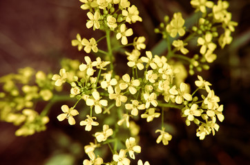 Small yellow flowers on the grass background