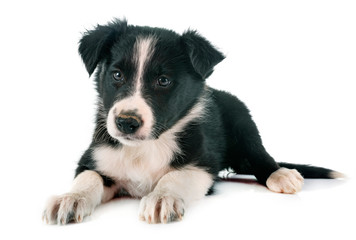 puppy border collie