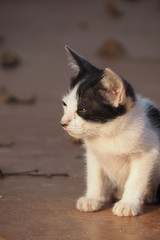 Street cat siting on floor 