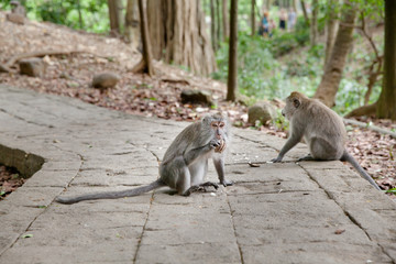 Two monkeys are sitting on a path in the forest. Monkey forest in Bali.