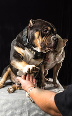 Male hand stretches palm to male American Bully on black background