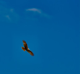Bird northern harrier hunting from high above wetlands