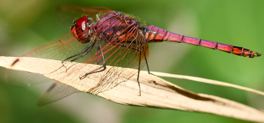 detail of dragon fly