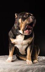 Male of Dog of American Bully breed on a black background