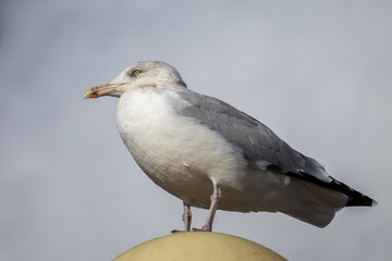 Common Gull (Larus canus) resting on a lamp at Worthing