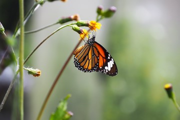 Fototapeta na wymiar Butterfly up on flower